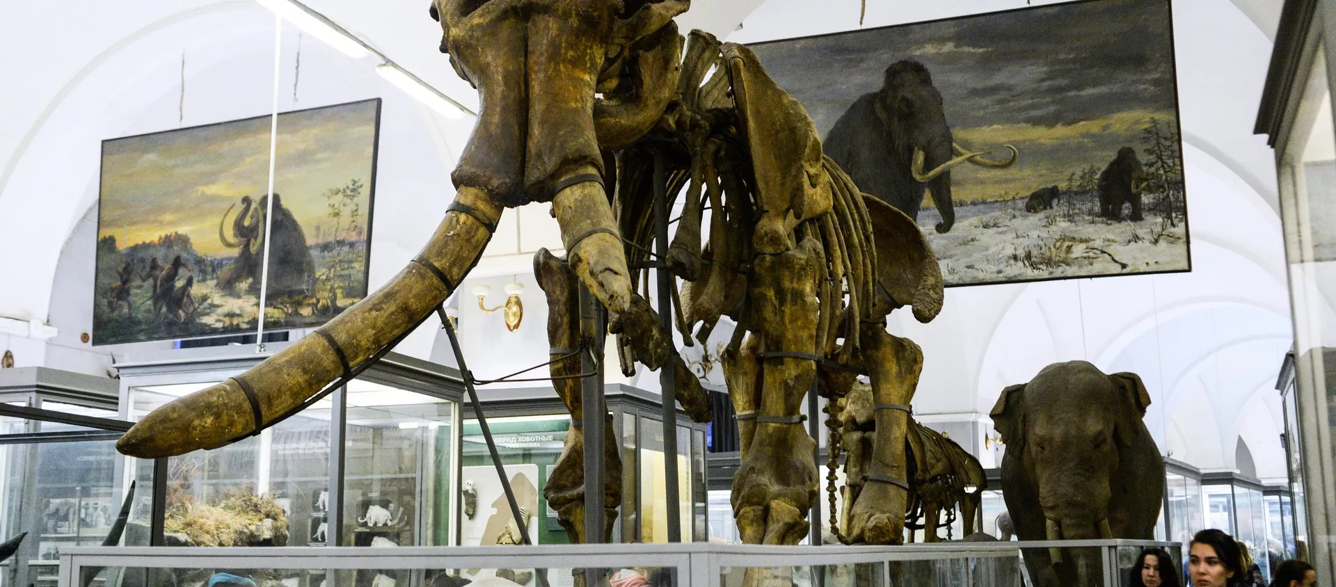 El esqueleto de mamut en un museo (imagen referencial) El esqueleto de mamut en un museo (imagen referencial) - Sputnik Mundo, 1920, 05.10.2020