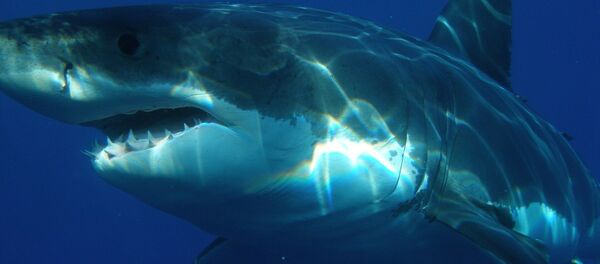 Un tiburón blanco - Sputnik Mundo