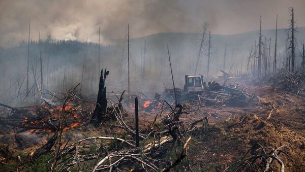 Incendios forestales en el Lejano Oriente ruso - Sputnik Mundo