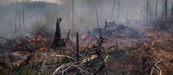 Incendios forestales en el Lejano Oriente ruso Incendios forestales en el Lejano Oriente ruso - Sputnik Mundo