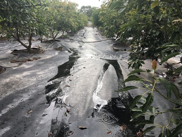 Una parte de la estructura de las bodegas de lluvia desarrolladas por Luis Cisneros Torres Una parte de la estructura de las bodegas de lluvia desarrolladas por Luis Cisneros Torres - Sputnik Mundo