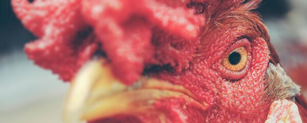 Un gallo (imagen referencial) Un gallo (imagen referencial) - Sputnik Mundo