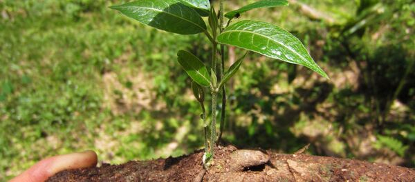 'Banisteriopsis caapi', una de las plantas de las que se obtiene la ayahuasca - Sputnik Mundo