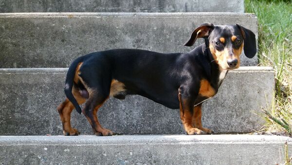 Un perro de la raza dachshund, también conocido como perro salchicha - Sputnik Mundo