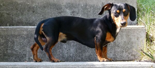 Un perro de la raza dachshund, también conocido como perro salchicha - Sputnik Mundo