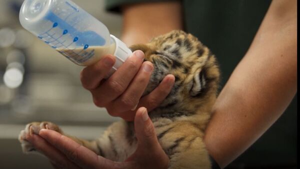 Zoya, una tigresita siberiana, fue rechazada por su madre - Sputnik Mundo