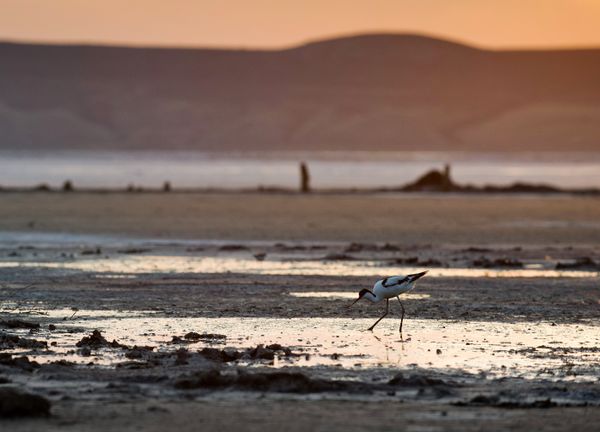 El lago Chokrak: así es el lodo curativo de Crimea - Sputnik Mundo