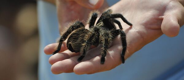 Una araña (archivo) - Sputnik Mundo