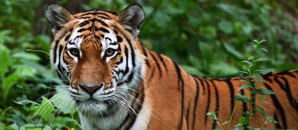 Тигренок Шерхан и собака Табаки в Приморском сафари-парке - Sputnik Mundo