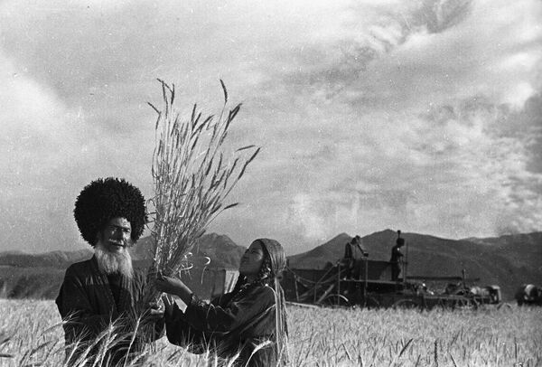 Cosecha de trigo en una granja cooperativa —koljós— de Turkmenistán - Sputnik Mundo