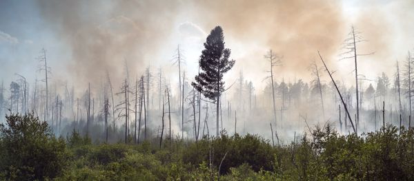 Incendios forestales en Rusia (archivo) - Sputnik Mundo