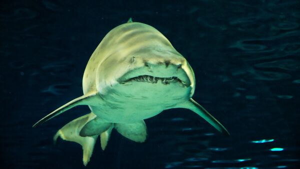 Un tiburón (archivo) - Sputnik Mundo