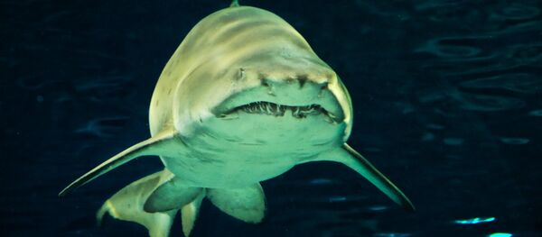 Un tiburón (archivo) - Sputnik Mundo