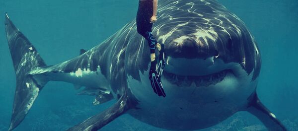 Tiburón blanco y nadadora - Sputnik Mundo