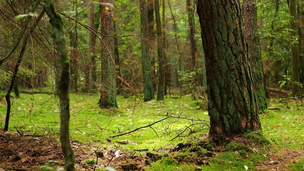 Un bosque (imagen referencial) - Sputnik Mundo