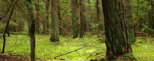 Un bosque (imagen referencial) - Sputnik Mundo