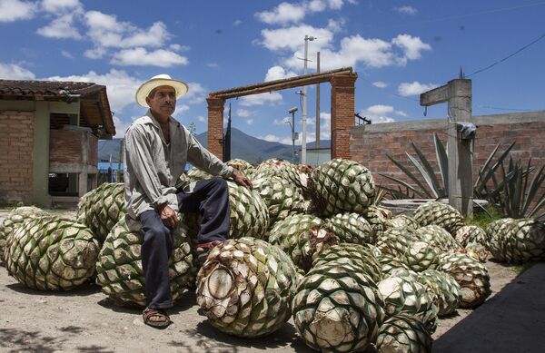 Piñas de agave - Sputnik Mundo