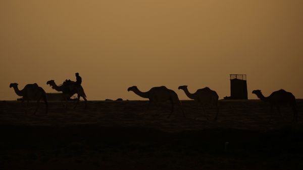 Camellos cerca de Al Raqa, Siria Camellos cerca de Al Raqa, Siria - Sputnik Mundo