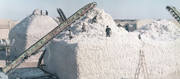 La cosecha de algodón en Turkmenistán - Sputnik Mundo