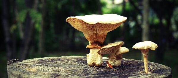 Setas en el campo - Sputnik Mundo