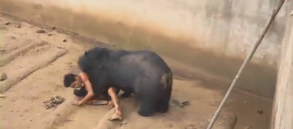 Un oso se lleva a un joven arrastras - Sputnik Mundo