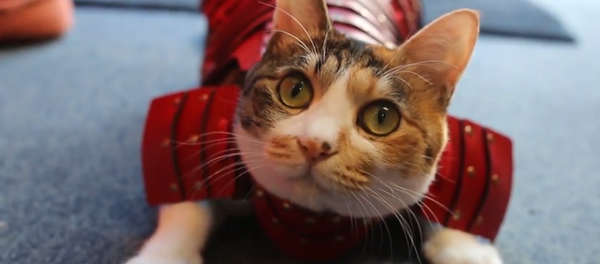 ¡Convierte a tus gatos y perros en samuráis! - Sputnik Mundo