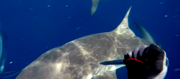 ¡No toquéis mi atún! Un submarinista se defiende a cuchilladas de dos tiburones - Sputnik Mundo