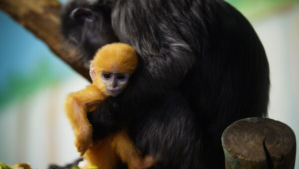 La hembra de surilis con su bebé en el parque zoológico en Novosibirsk - Sputnik Mundo