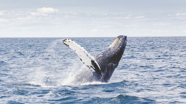 Ballena jorobada (imagen referencial) - Sputnik Mundo