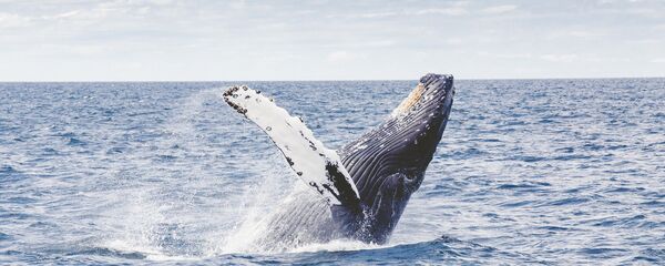 Ballena jorobada (imagen referencial) - Sputnik Mundo