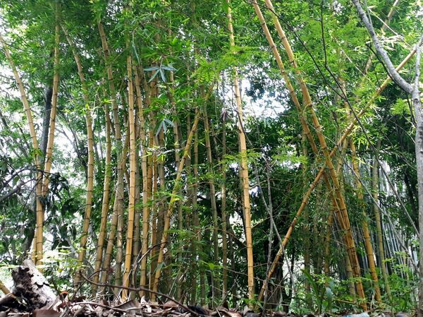 Bambú, la planta que puede mover la economía mexicana - Sputnik Mundo