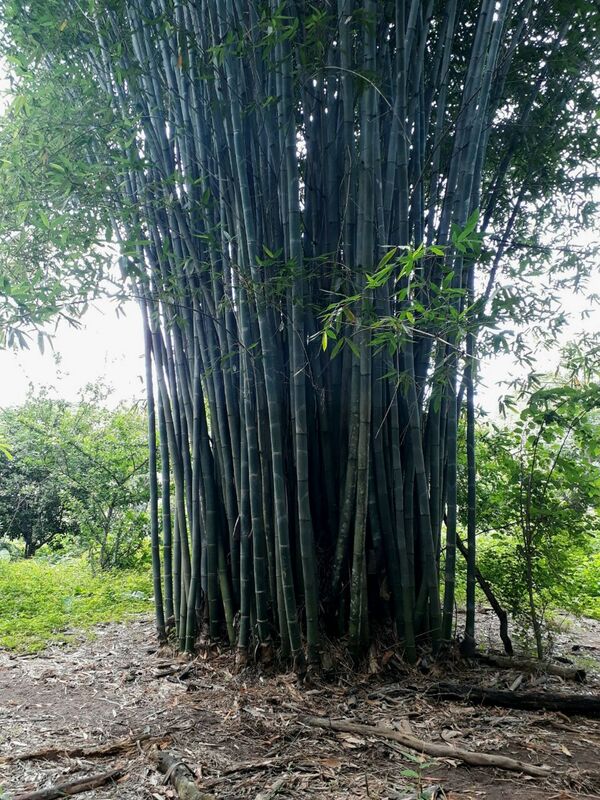 Bambú, la planta que puede mover la economía mexicana - Sputnik Mundo