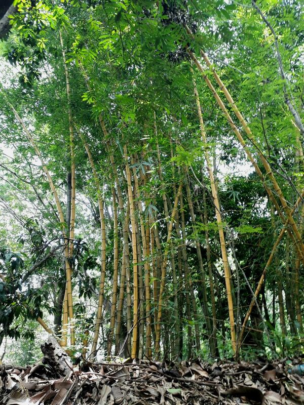 Bambú, la planta que puede mover la economía mexicana - Sputnik Mundo