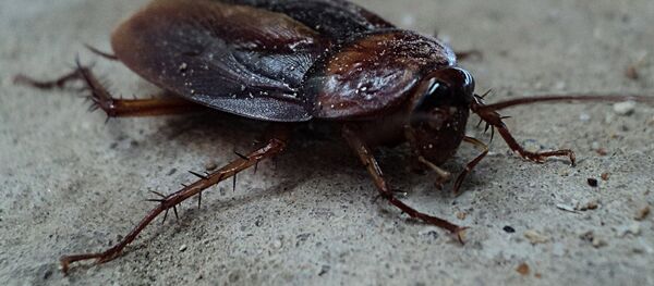 Una cucaracha (imagen referencial) - Sputnik Mundo