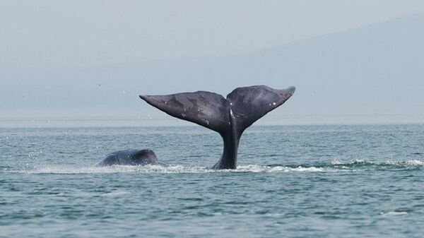 Una ballena boreal - Sputnik Mundo