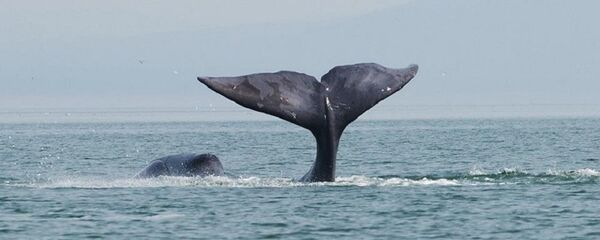 Una ballena boreal - Sputnik Mundo