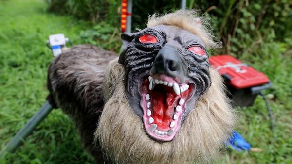 El lobo-robot que expulsa animales de una granja en Japón - Sputnik Mundo