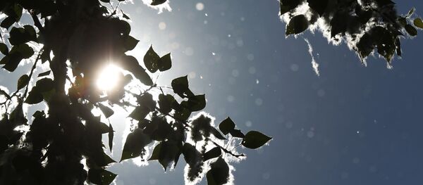 El álamo - Sputnik Mundo