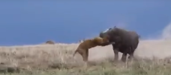 Un hipopótamo carga contra una leona - Sputnik Mundo