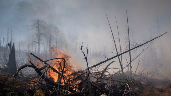 Incendios forestales en el Lejano Oriente ruso (archivo) Incendios forestales en el Lejano Oriente ruso (archivo) - Sputnik Mundo