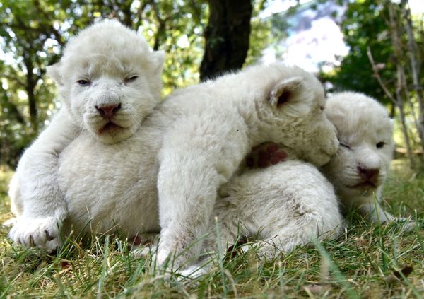 El mejor regalo para el Día del León: nacen en Crimea cuatro cachorros de león blanco - Sputnik Mundo
