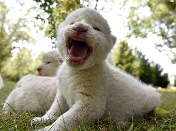 El mejor regalo para el Día del León: nacen en Crimea cuatro cachorros de león blanco - Sputnik Mundo