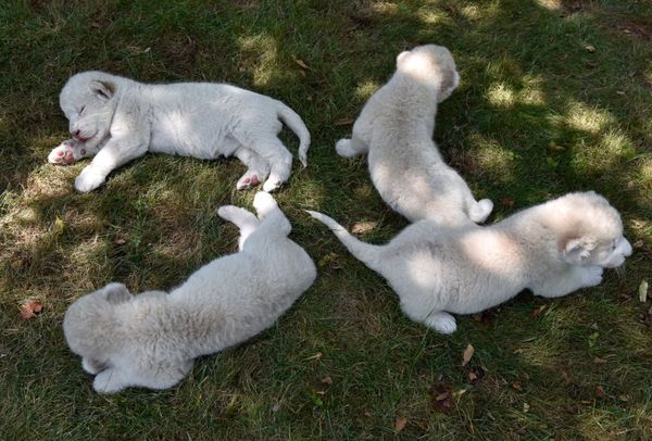 El mejor regalo para el Día del León: nacen en Crimea cuatro cachorros de león blanco - Sputnik Mundo