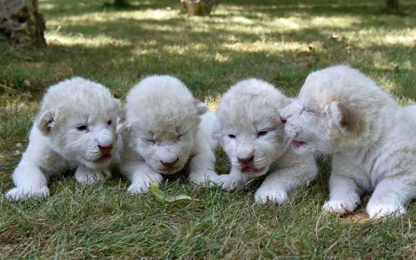 El mejor regalo para el Día del León: nacen en Crimea cuatro cachorros de león blanco - Sputnik Mundo