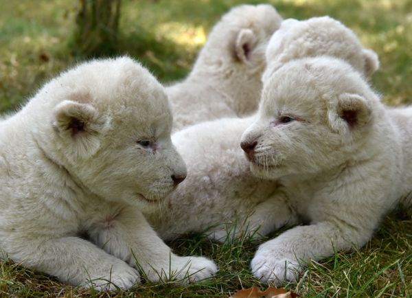 El mejor regalo para el Día del León: nacen en Crimea cuatro cachorros de león blanco - Sputnik Mundo
