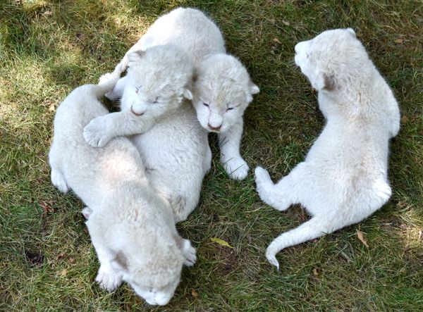 El mejor regalo para el Día del León: nacen en Crimea cuatro cachorros de león blanco - Sputnik Mundo