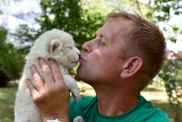 El mejor regalo para el Día del León: nacen en Crimea cuatro cachorros de león blanco - Sputnik Mundo