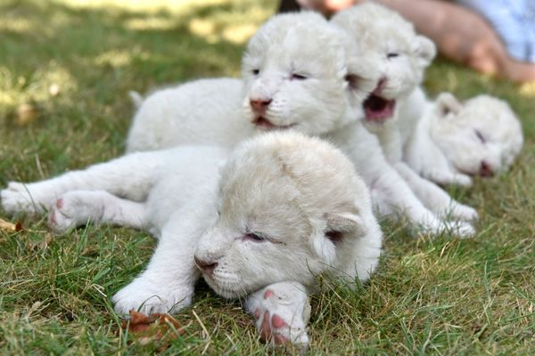 El mejor regalo para el Día del León: nacen en Crimea cuatro cachorros de león blanco - Sputnik Mundo