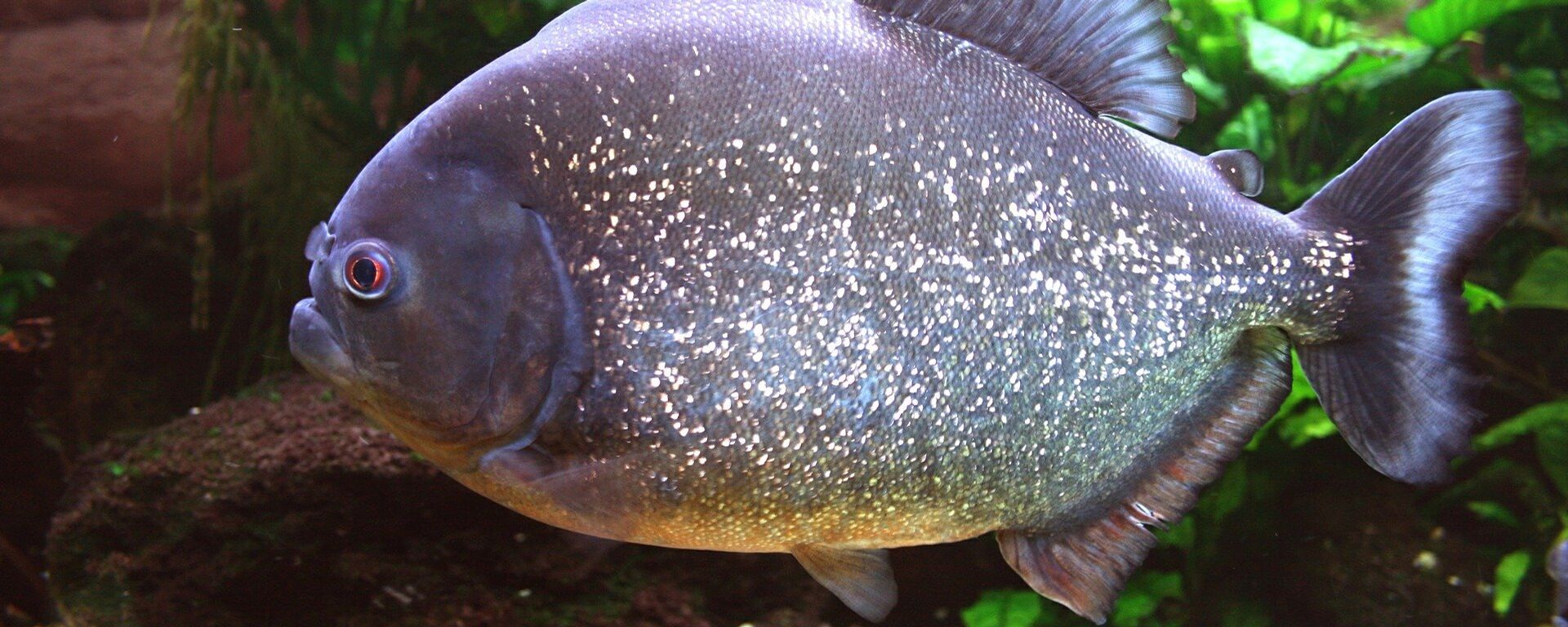 ¿Qué está pasando? Pescan una piraña en un lago de Siberia (fotos) ¿Qué está pasando? Pescan una piraña en un lago de Siberia (fotos) - Sputnik Mundo, 1920, 04.01.2022