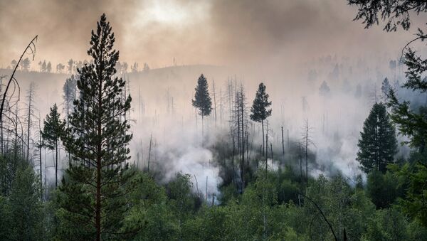 Incendios forestales en el Lejano Oriente ruso - Sputnik Mundo